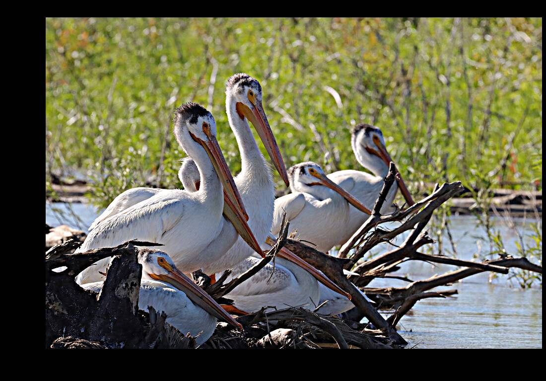 Pelicans relaxing along the Hay River  NWT Reproduction