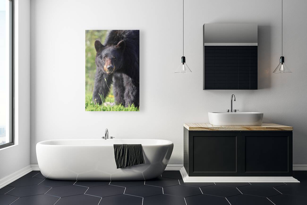 Black Bear Staredown Reproduction