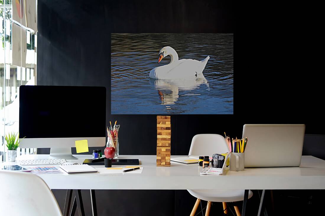 Summer Swan Reflection Reproduction