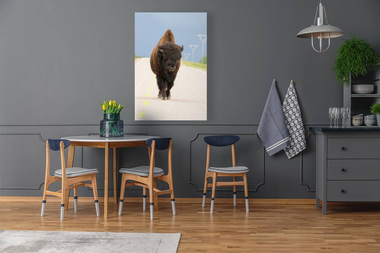 Big Boss of the Road   Wood Bison Reproduction