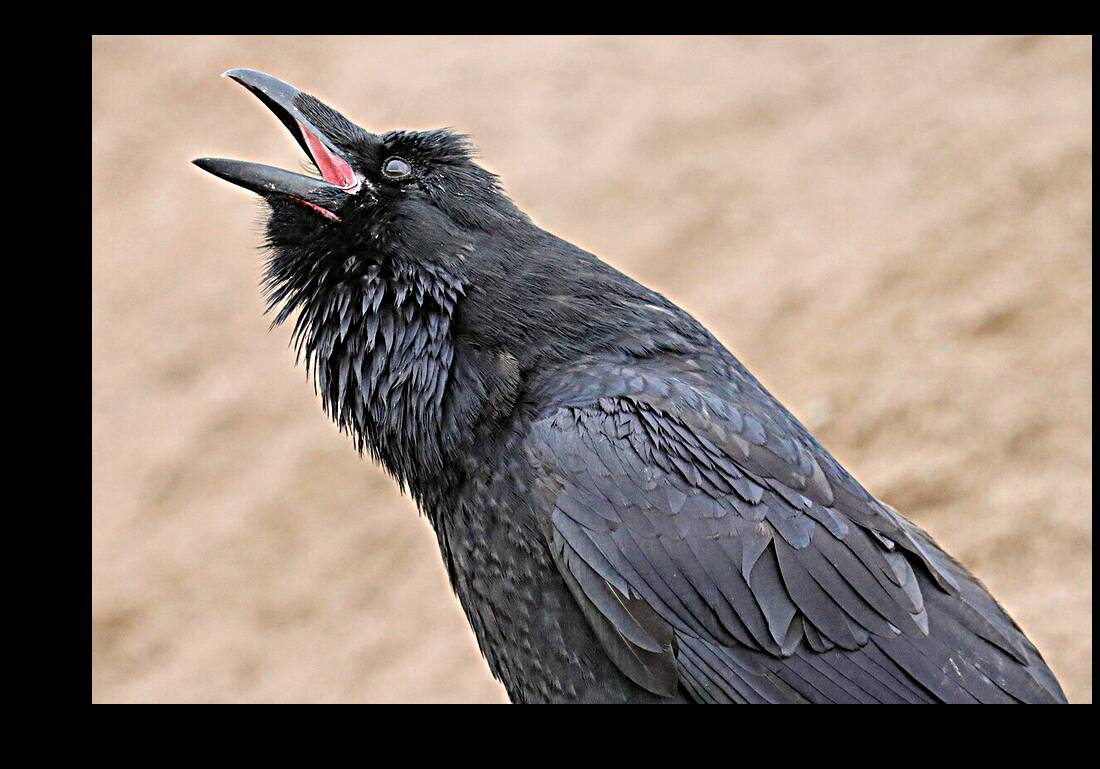 Raven singing Reproduction