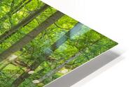 Summer fresh forest glow HD Metal print