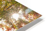 Autumn Road Morning Glow HD Metal print