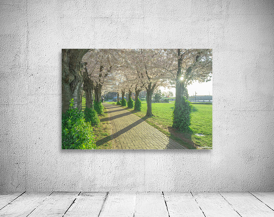 Cherry Blossom Pathway Wall Preview