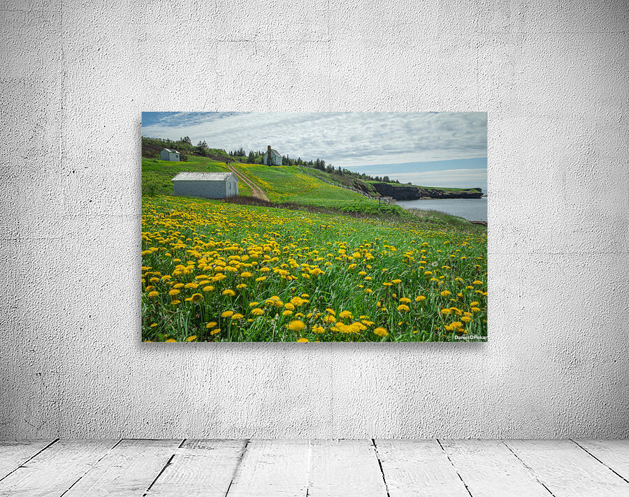 Bonaventure Dandelion Carpet Wall Preview