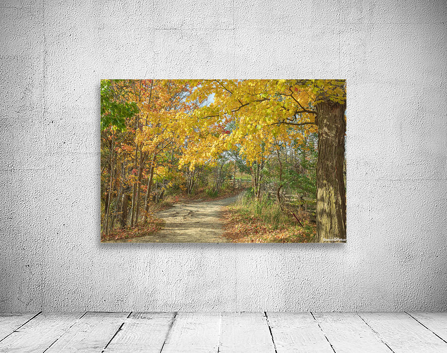 Decew Falls Autumn Trail Wall Preview