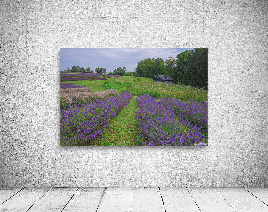 Lavender Field Dreams Wall Preview