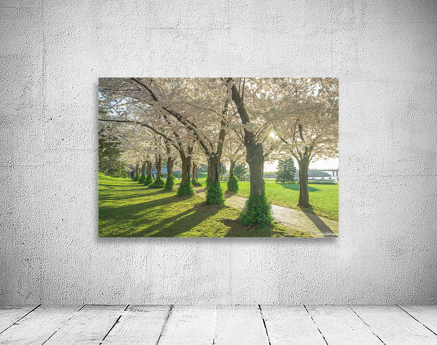 Spencer Park Cherry Blossom Splendor Wall Preview