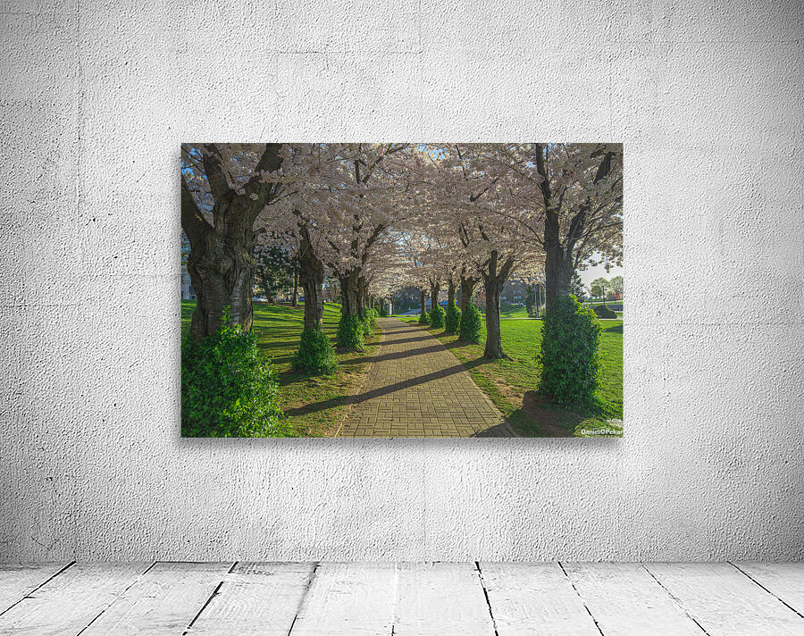 Cherry Blossom Pathway during sunrise Wall Preview
