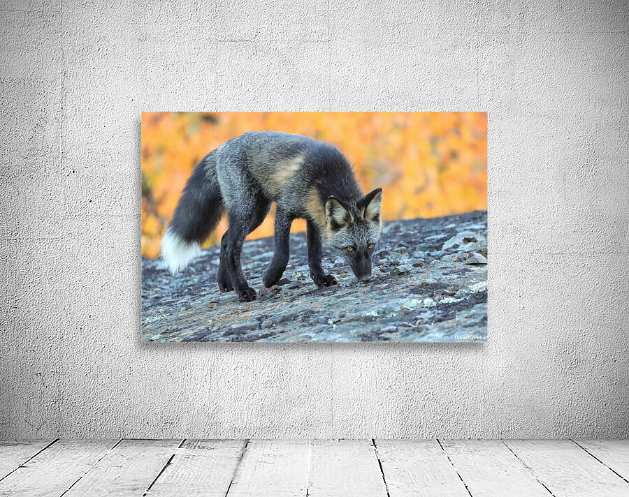 Autumn Crossfox Wall Preview