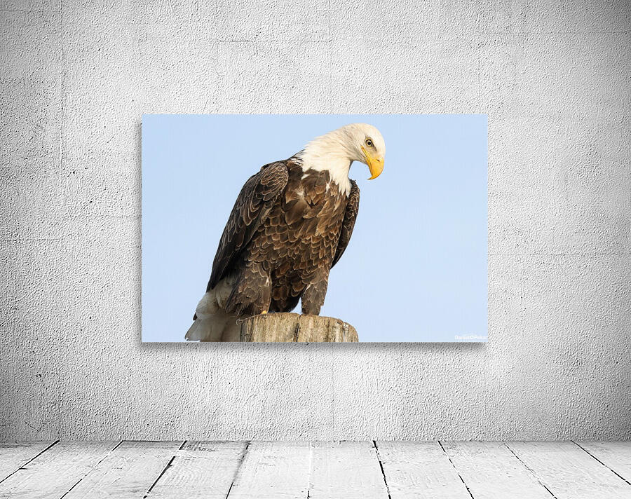 Bald Eagle portrait Wall Preview