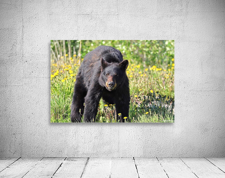 Black Bear Enjoying dandelions Wall Preview