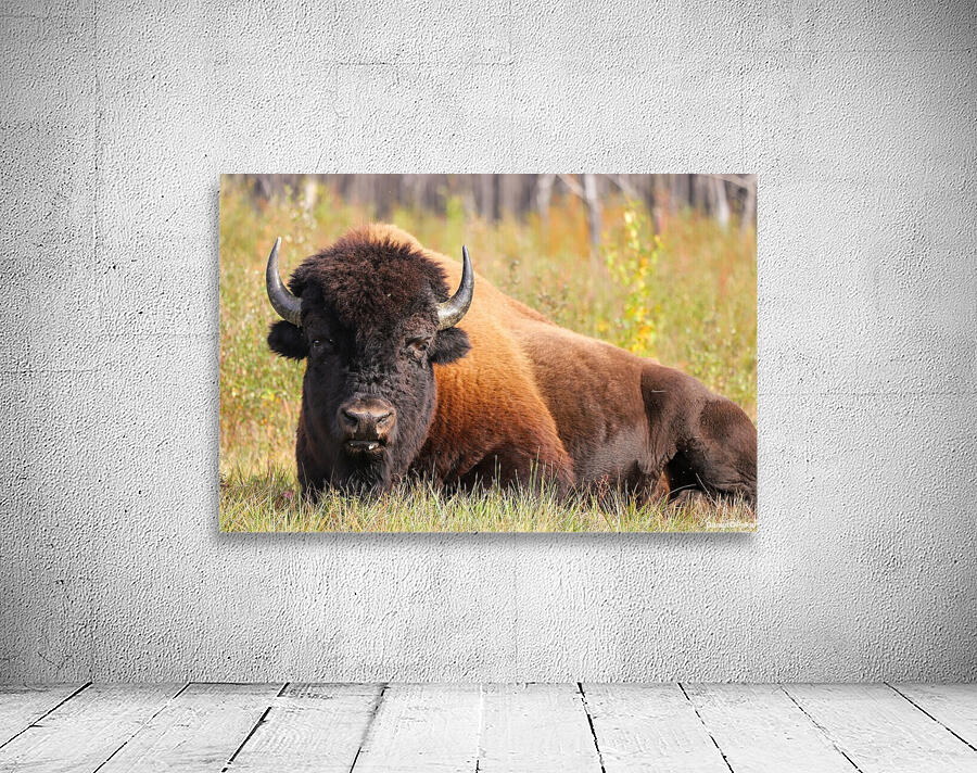 Friendly Giant   Wood Bison Wall Preview