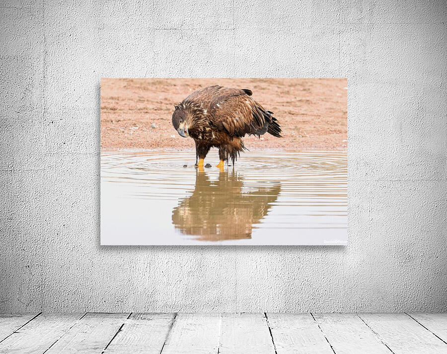 Juvenile Bald Eagle Reflection Wall Preview