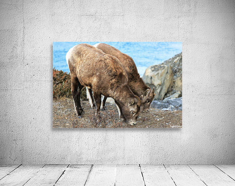 Young Mountain Rams Wall Preview