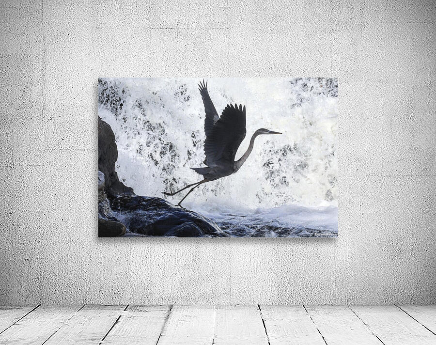 Blue Heron flight Takeoff Wall Preview