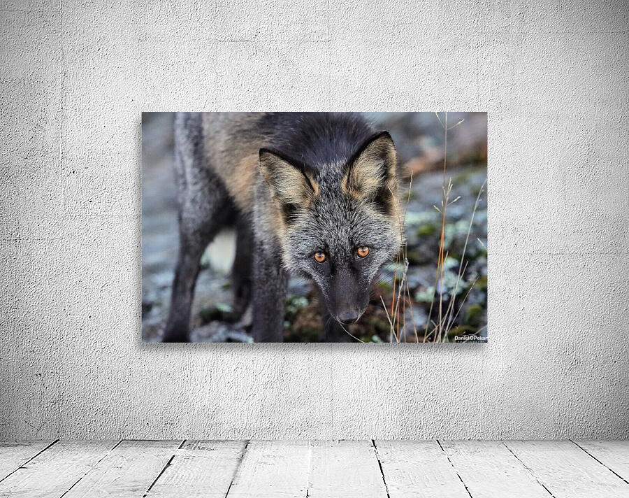 Fox Staredown Wall Preview