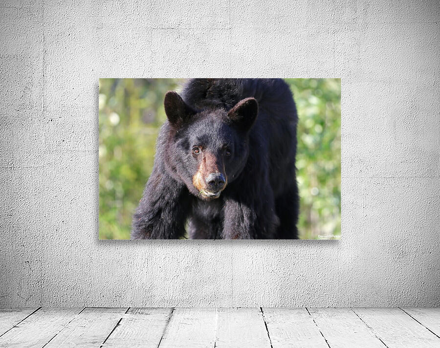 Black Bear Portrait Wall Preview