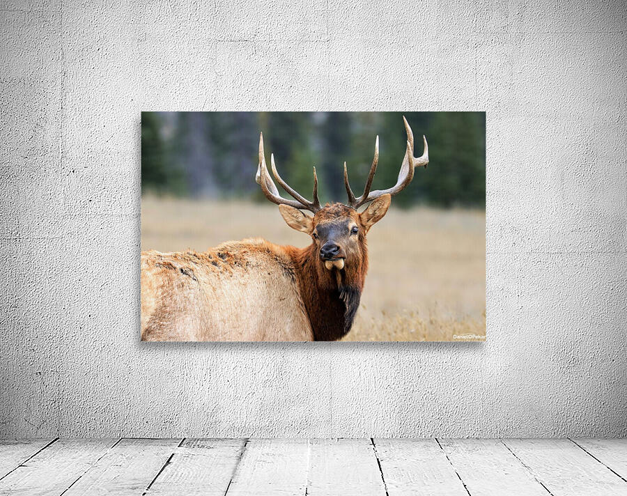 Elk Staredown Wall Preview