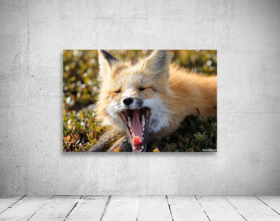 Fox Yawning Wall Preview