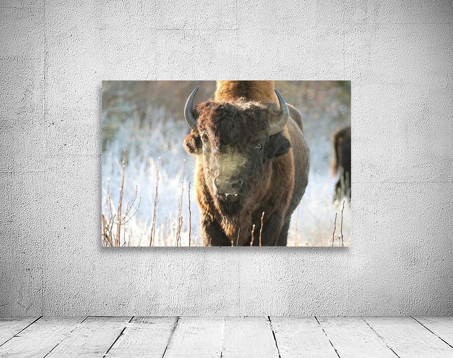 Wood Bison in Morning Frost Wall Preview