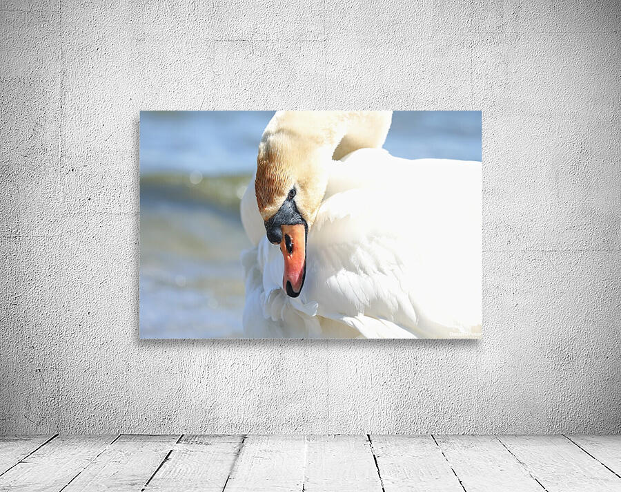 Swan Portrait Wall Preview