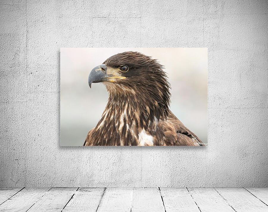 Juvenile Bald Eagle Portrait Wall Preview