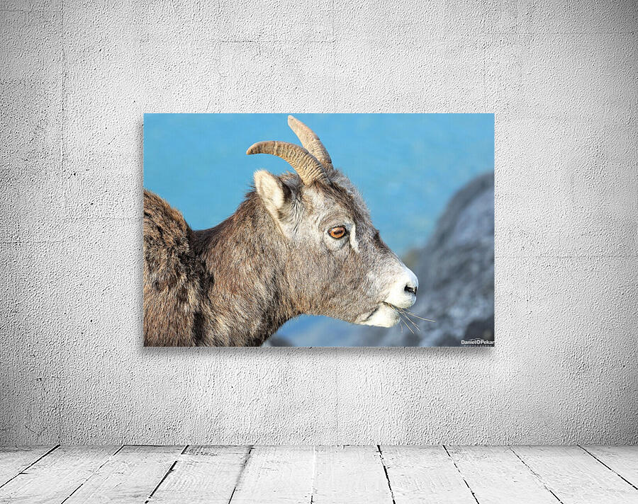 Mountain Ram Portrait Wall Preview