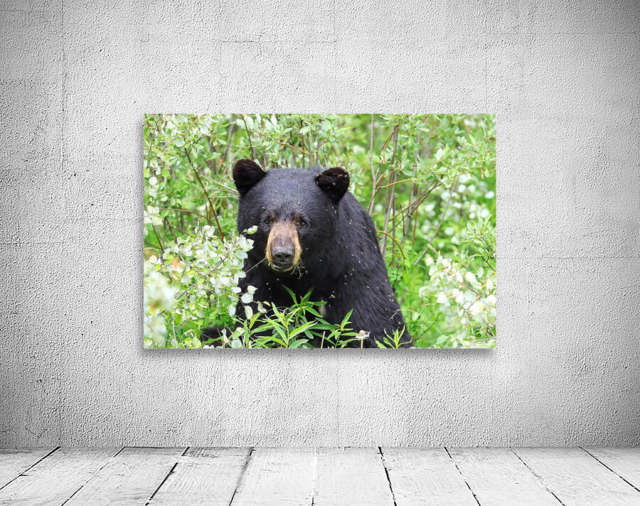 Black Bear Eating Wall Preview