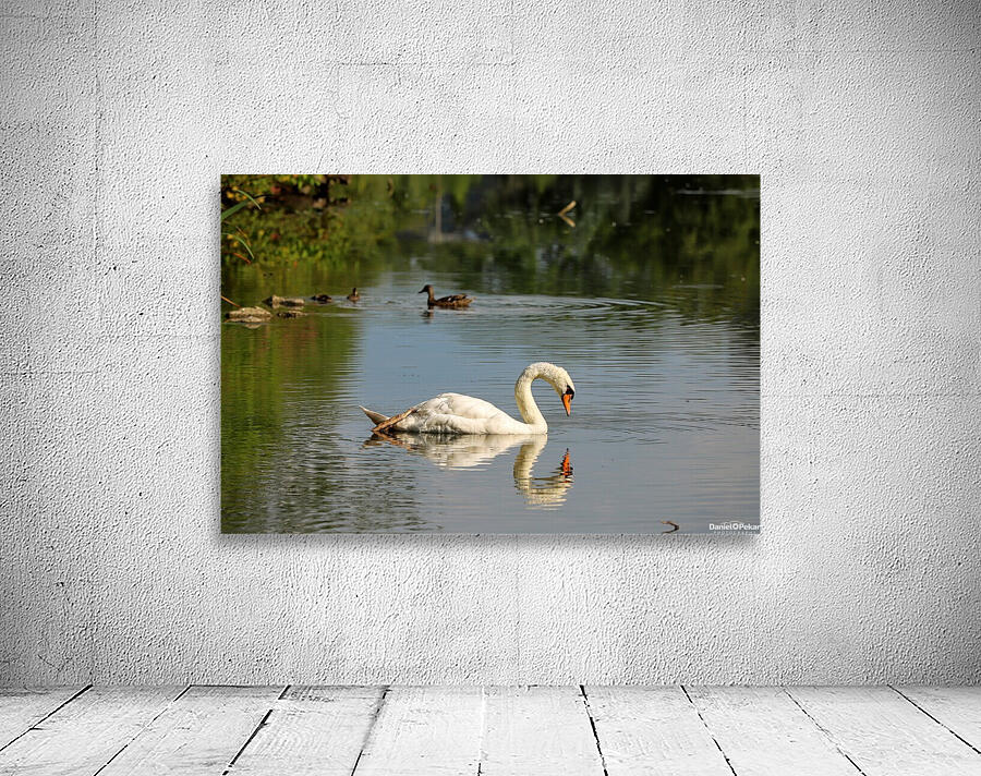 Swan Mirror reflections Wall Preview