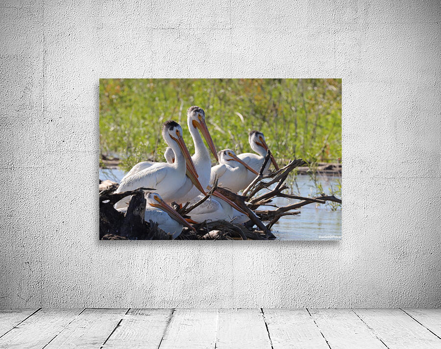 Pelicans relaxing along the Hay River  NWT Wall Preview