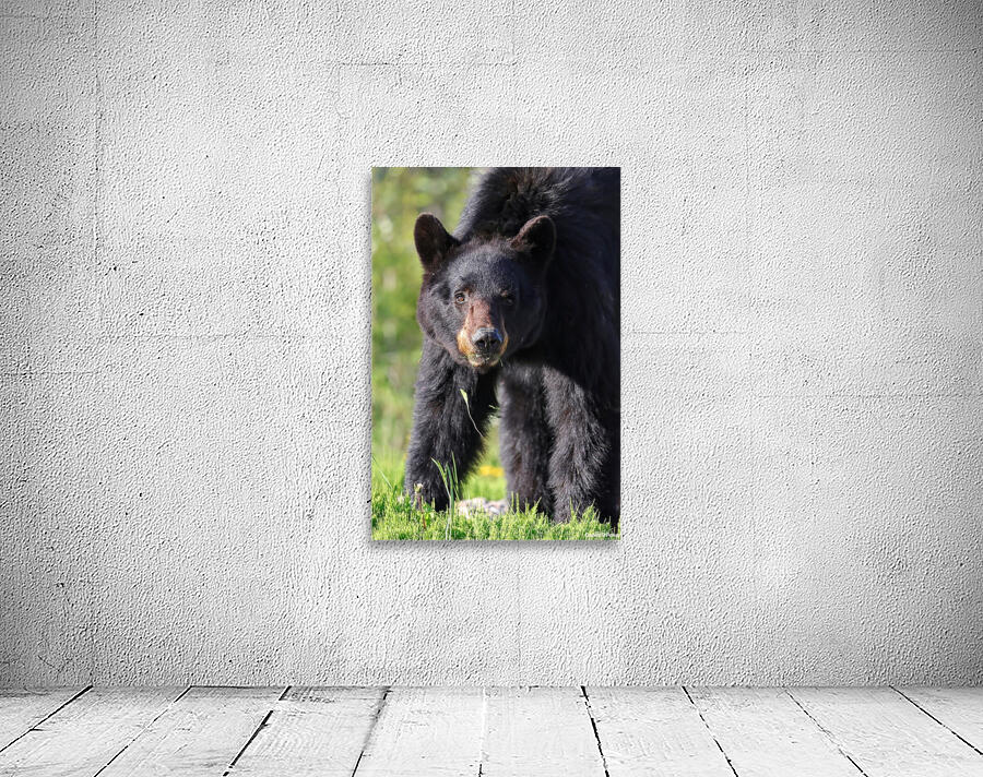 Black Bear Staredown Wall Preview