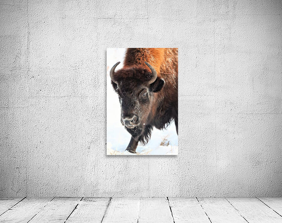 Winter Bison Portrait Wall Preview