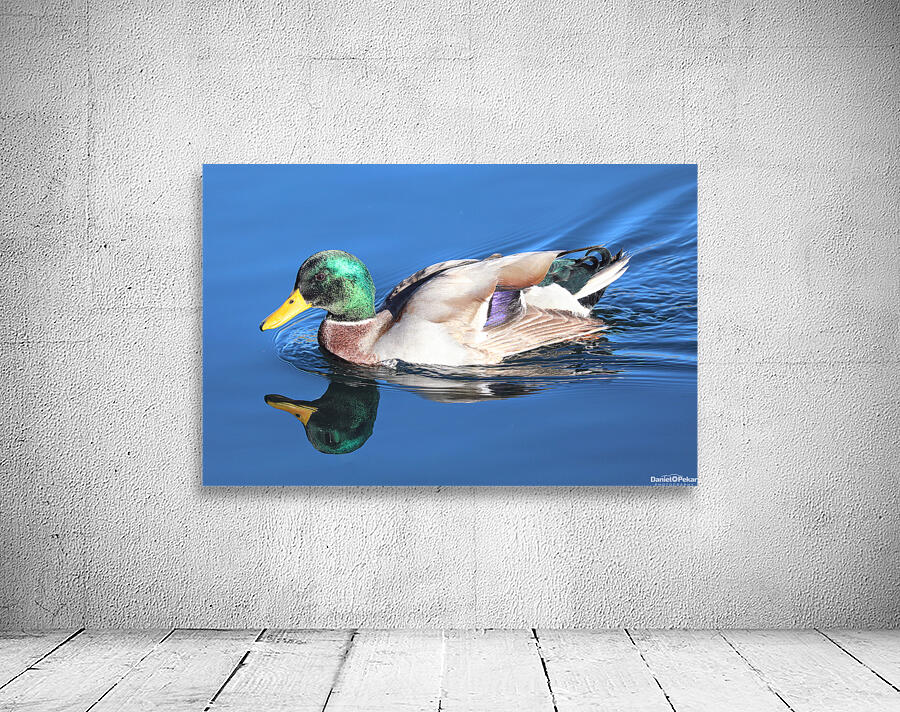 Duck Reflections Wall Preview