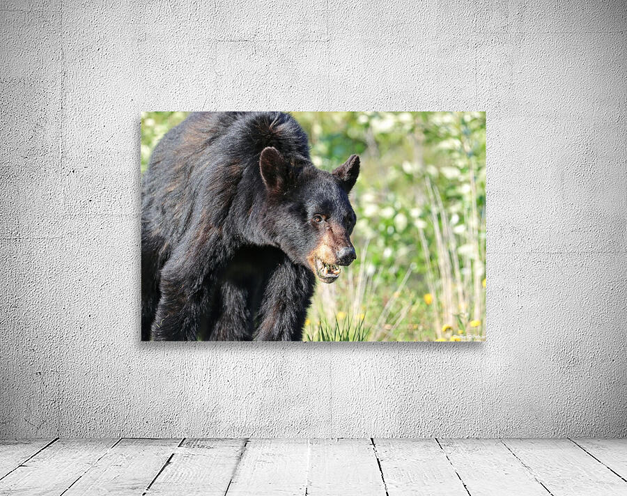 Black Bear eating grass Wall Preview