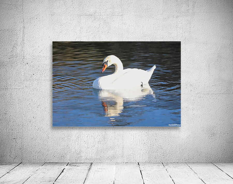 Summer Swan Reflection Wall Preview