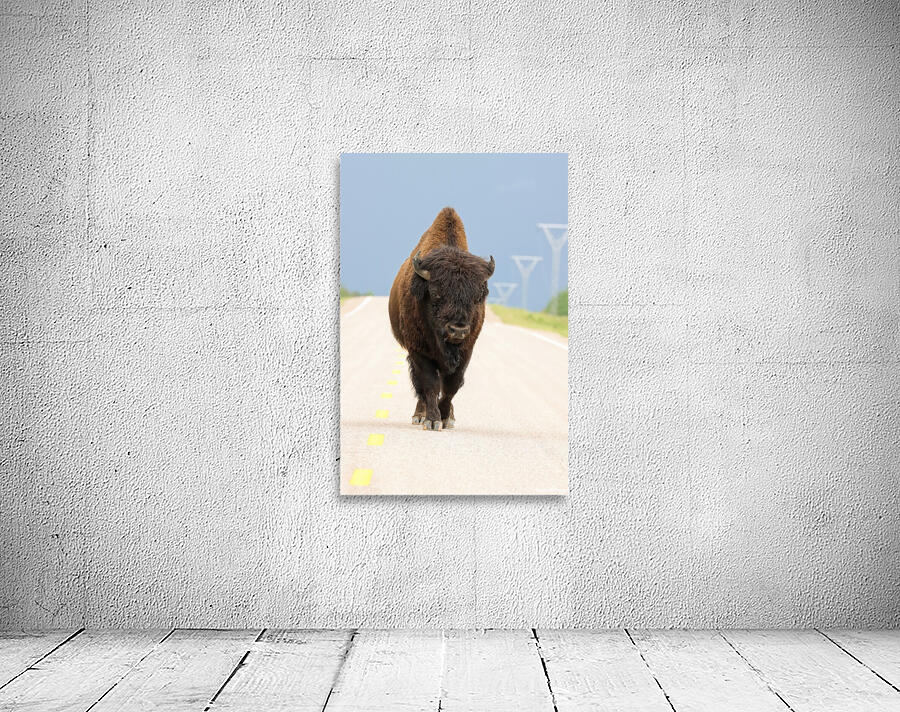 Big Boss of the Road   Wood Bison Wall Preview