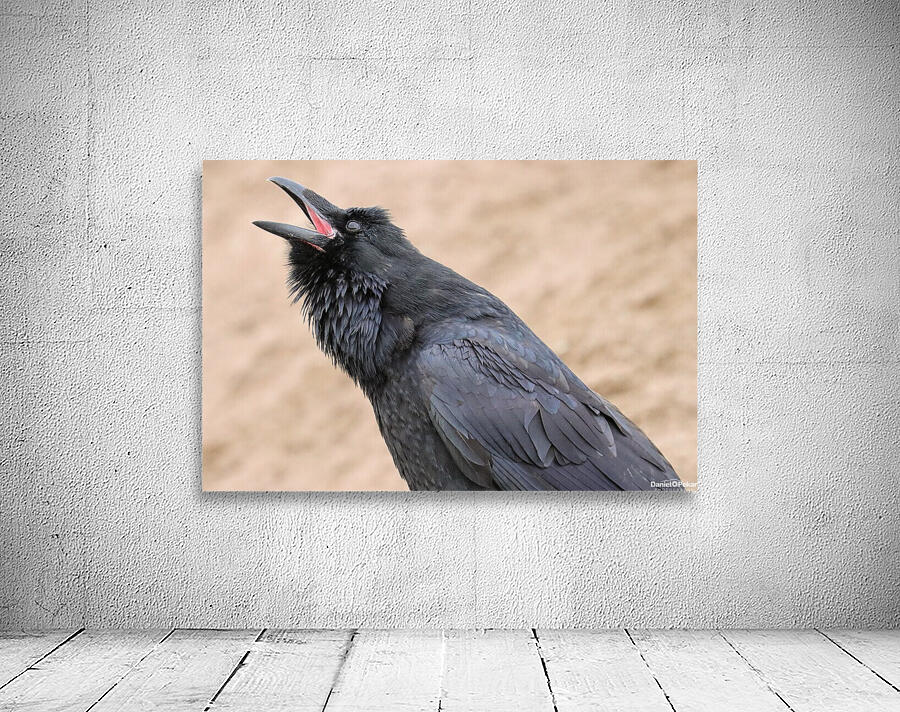 Raven singing Wall Preview