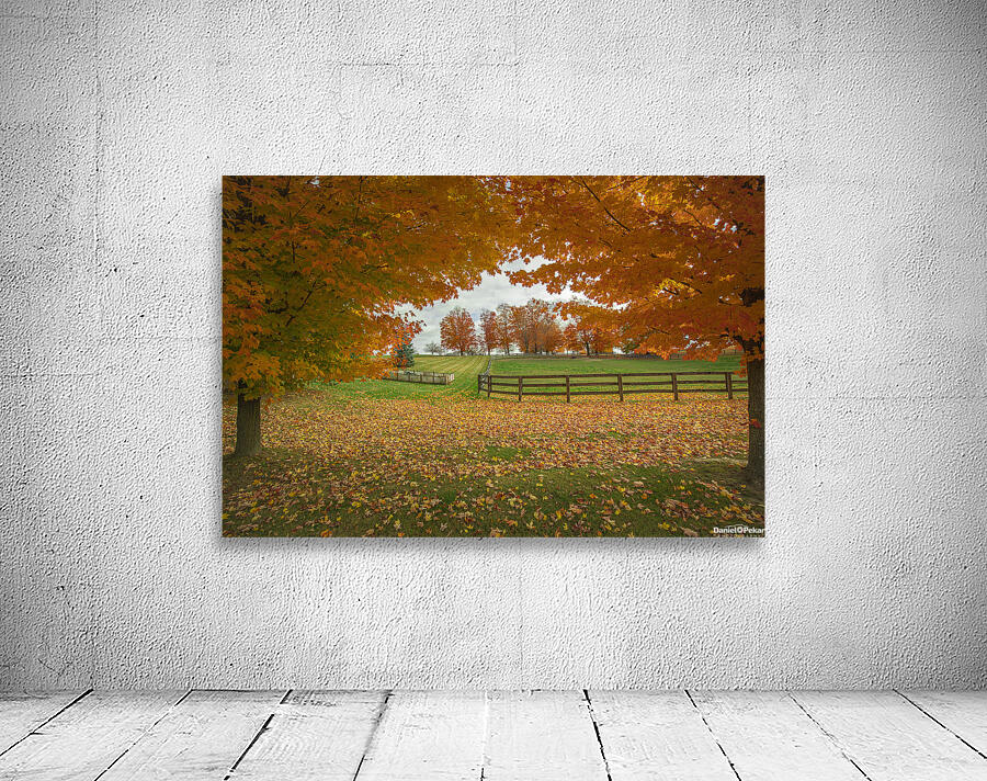 Tranquil Autumn Maple Vibrancy  Wall Preview