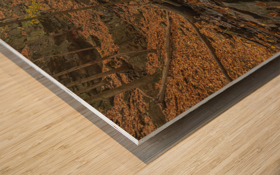 Autumn at Sherman Falls Wood print