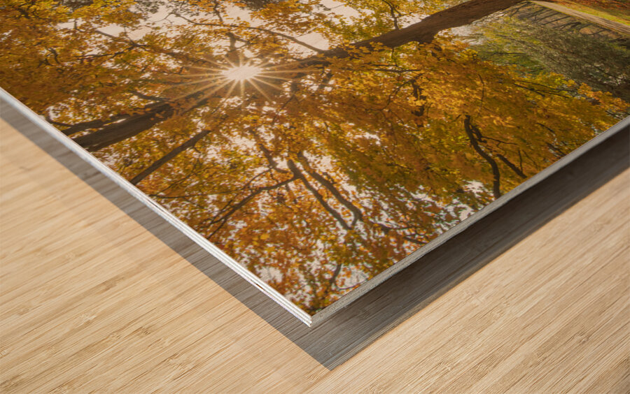 Autumn Glow Impression sur bois