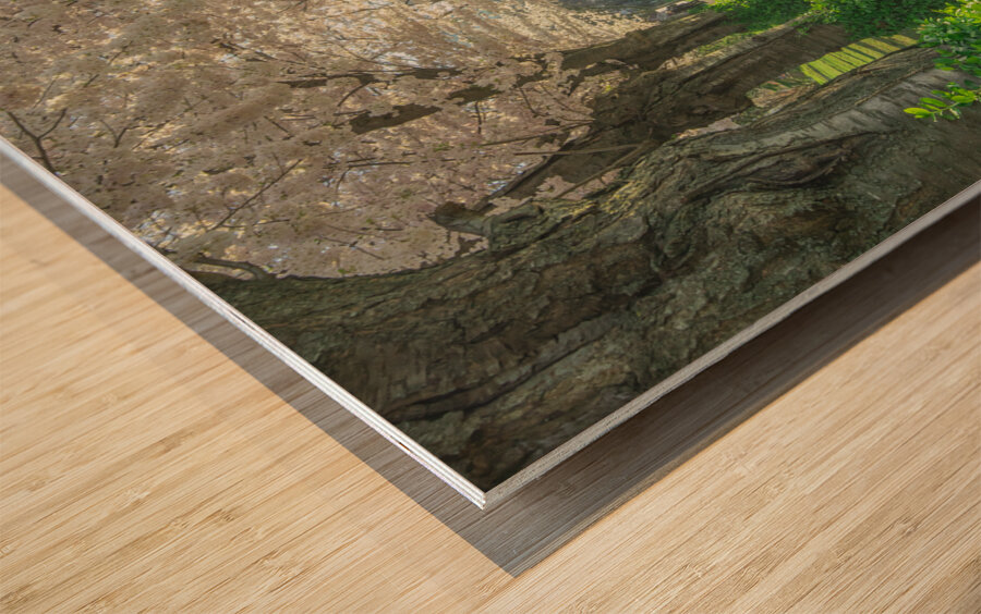 Cherry Blossom Pathway Wood print