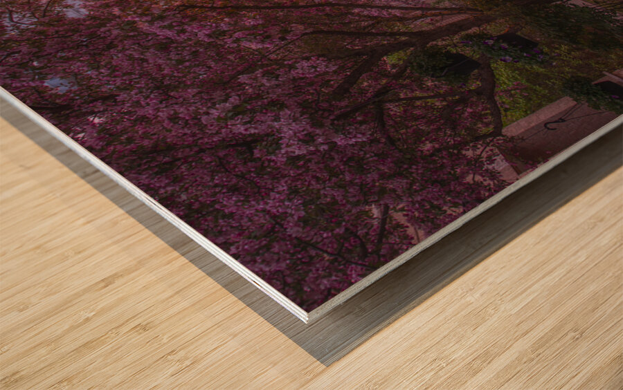 Crab apple blossom pathway Wood print