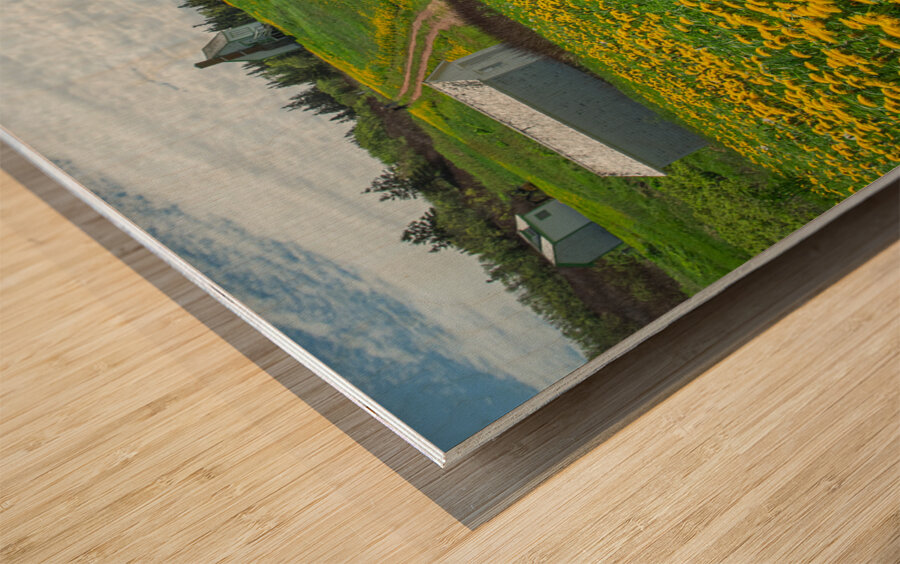 Bonaventure Dandelion Carpet Wood print