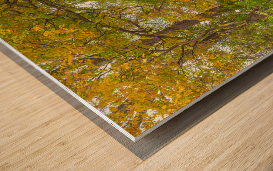 Rural Niagara Autumn Path Wood print