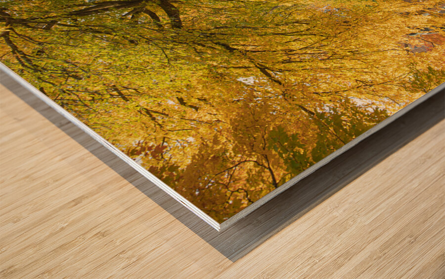 Autumn Splash in Quebec City Wood print