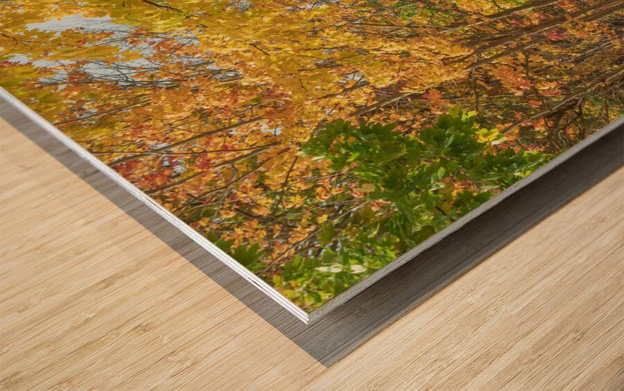 Decew Falls Autumn Trail Wood print