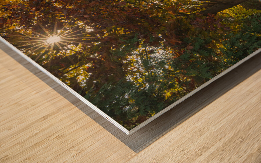 Eugenia Lake sunburst Wood print