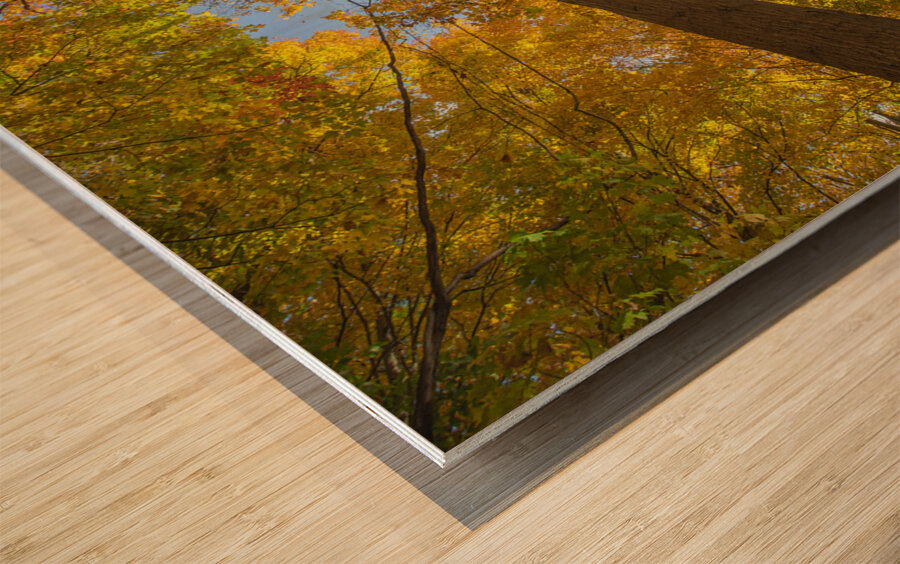 Forest Magical Autumn Glow Wood print