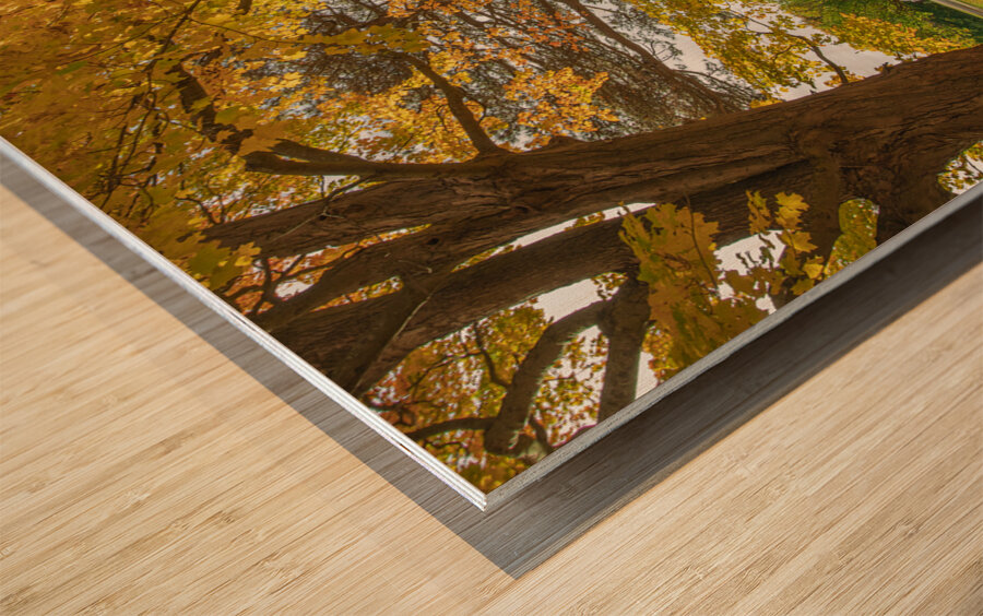 Rural Niagara Autumn Residence Wood print